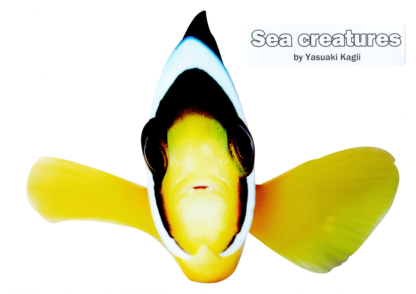 SEA Creatures（海の生き物切り抜きシール）-クマノミ